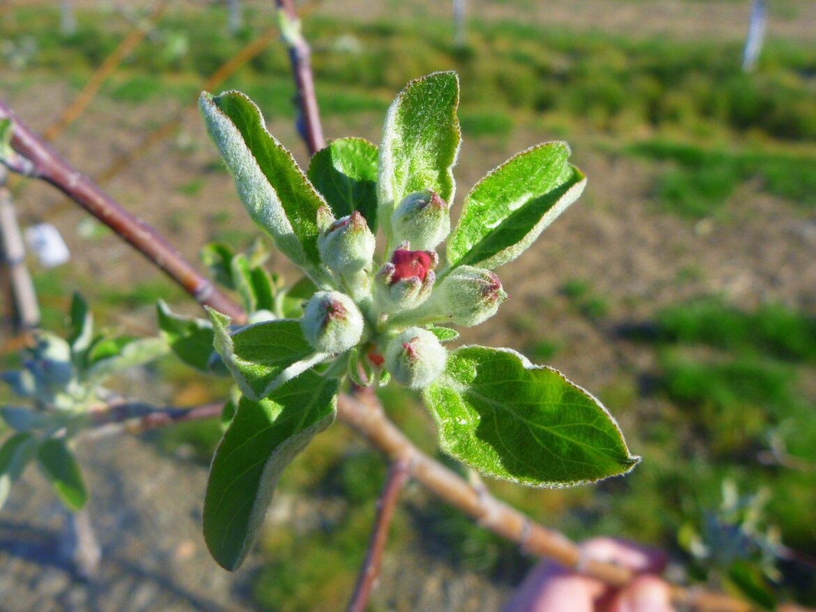 Home Orchard. Where to start?