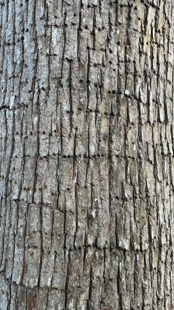 Woodpecker going at my cypress tree with no mercy. Will it die?