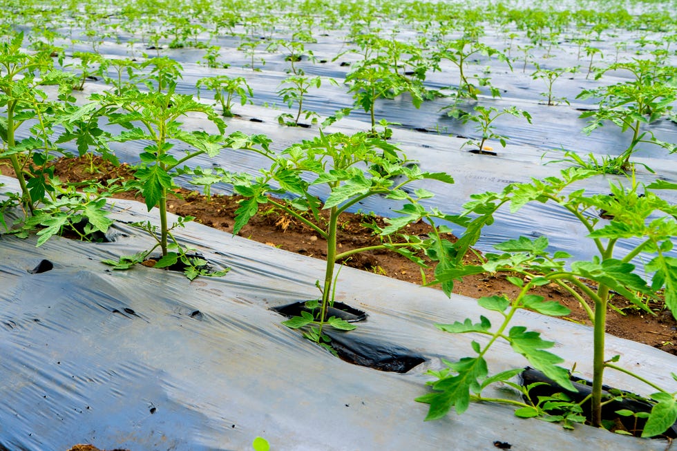 Tomato seedlings. The seedling of the bushes of tomatoes of different varieties. are you planting tomatoes too early