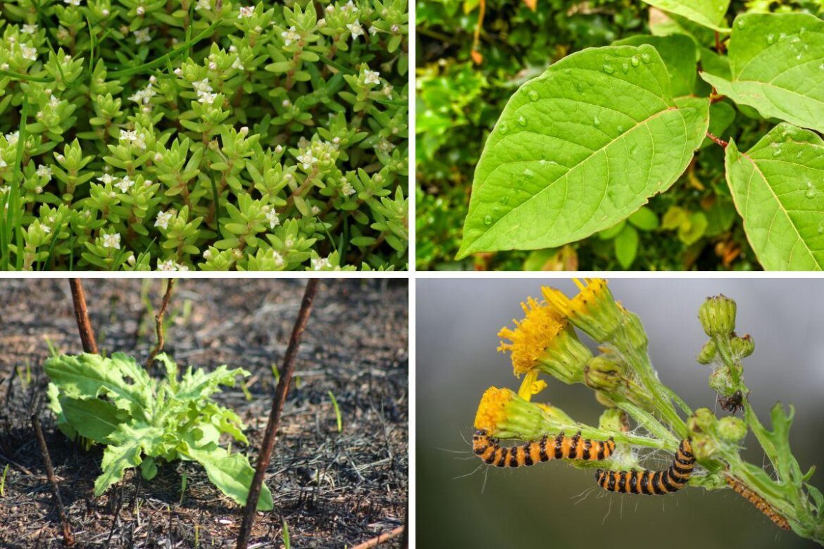 The 9 common garden plants that could devalue your home by thousands