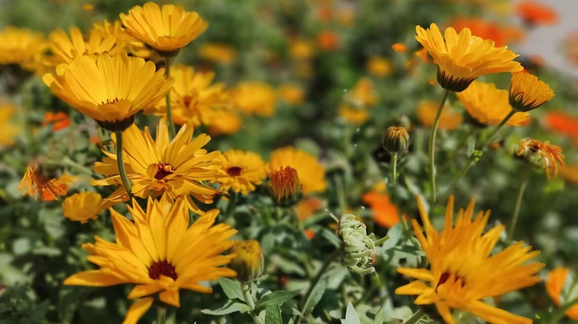 Gardener Shares Flower’s ‘Gorgeous’ New Look – Surprise, It’s Probably Diseased Gardener Shares Flower's 'Gorgeous' New Look – Surprise, It's Probably Diseased