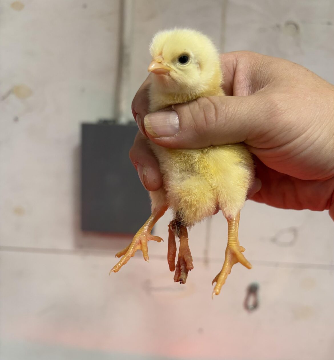 3 legged Freedom Ranger chick