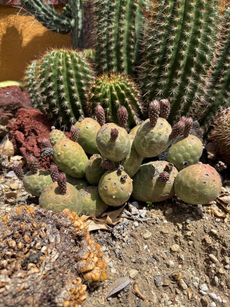 Tephrocactus Gone Wild