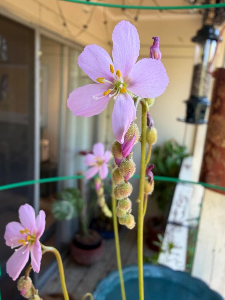Drosera Tracyi blooms!