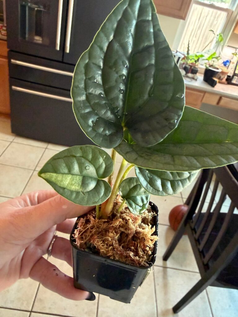 Variegation or mechanical damage?