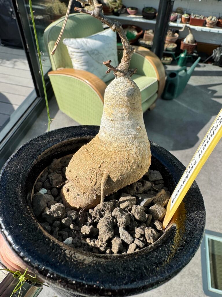 My Zehneri got a new pot, apart from my tylecodon singularis this is my smallest caudicifore