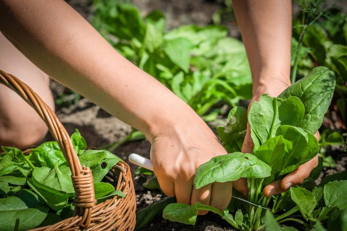 The Best Vegetables to Plant in April for a Garden Full of Spring Favorites The Best Vegetables to Plant in April for a Garden Full of Spring Favorites