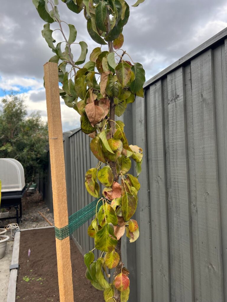 Capital pear trees not looking great