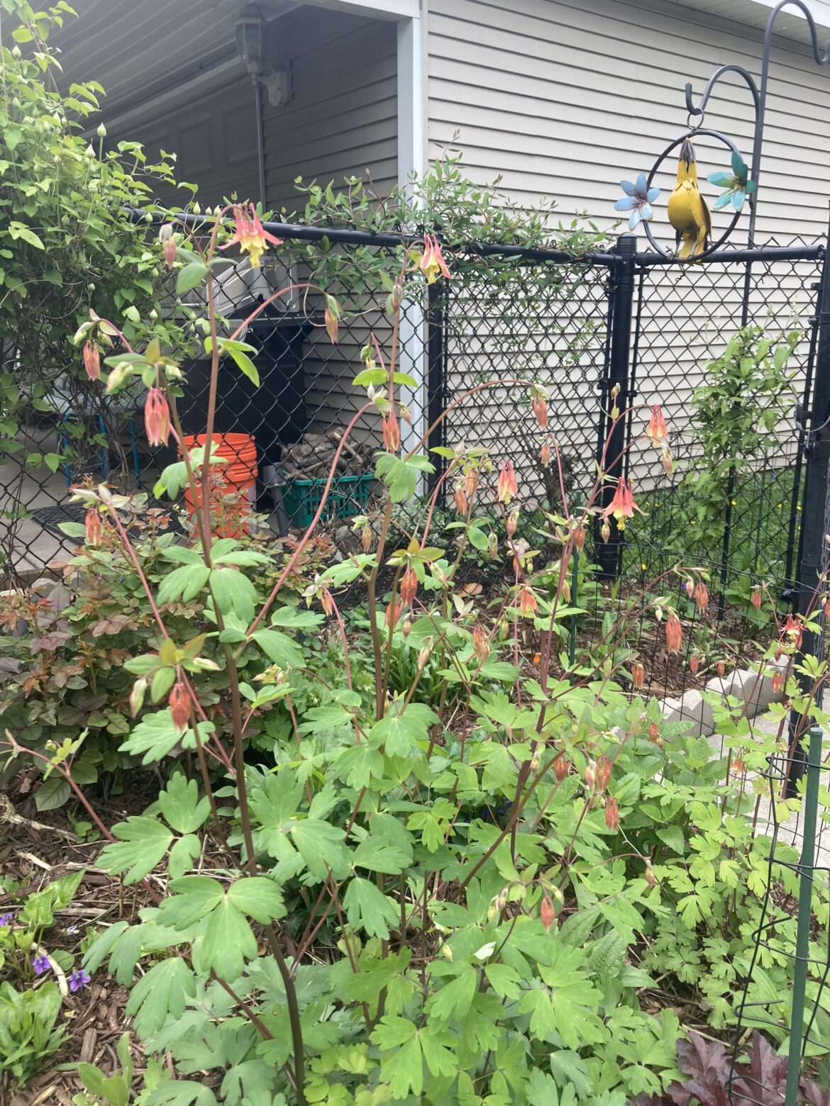 One columbine randomly growing twice as tall as the rest. How big do yours get?