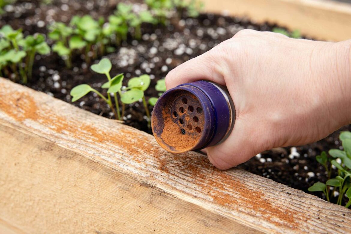 How to Use Cinnamon in the Garden to Deter Pests, Boost Plant Growth, and More How to Use Cinnamon in the Garden to Deter Pests, Boost Plant Growth, and More