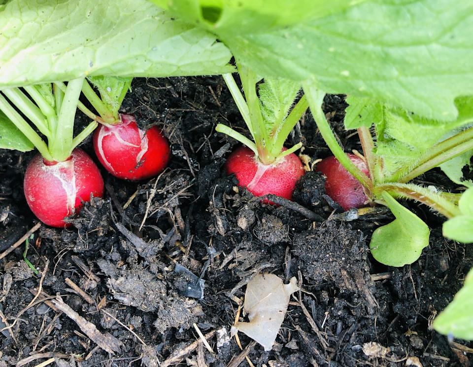 vegetables to plant in april radish