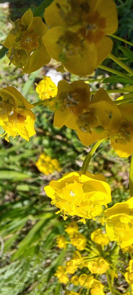Just realized i grow euphorbias my whole life