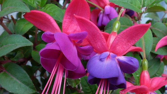 Fuchsia is flowering enthusiastically at the moment.