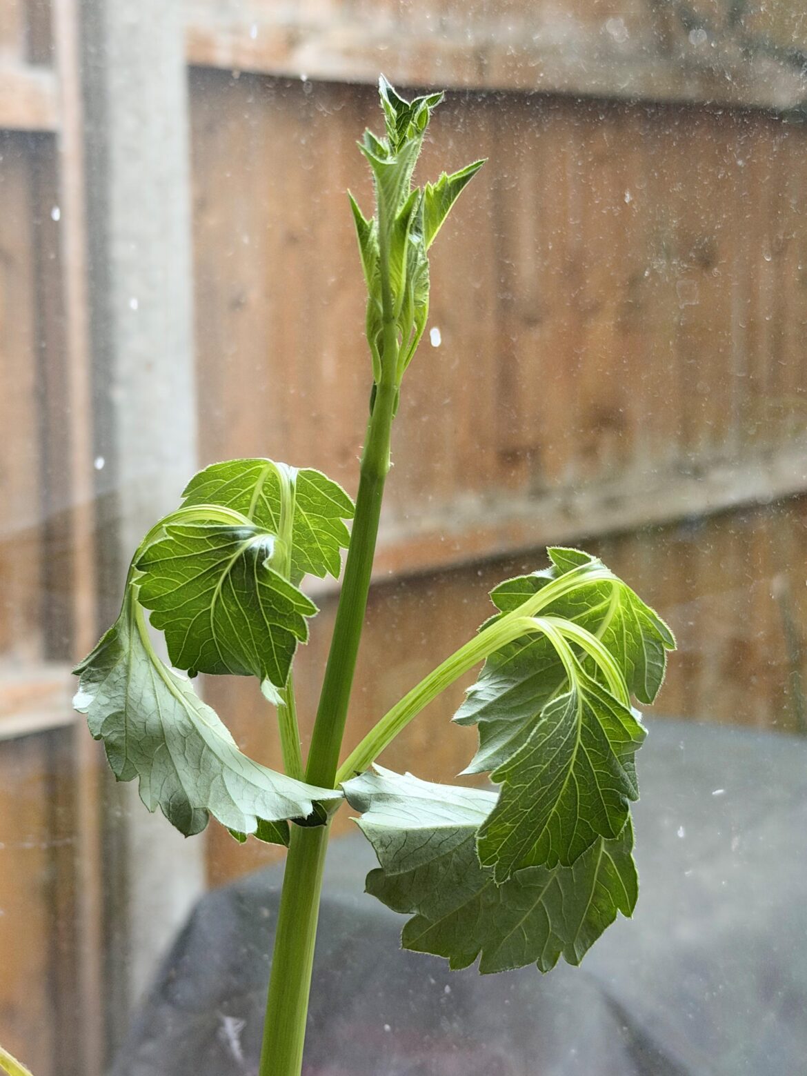 Dahlia leaves curling inwards - what’s going on?
