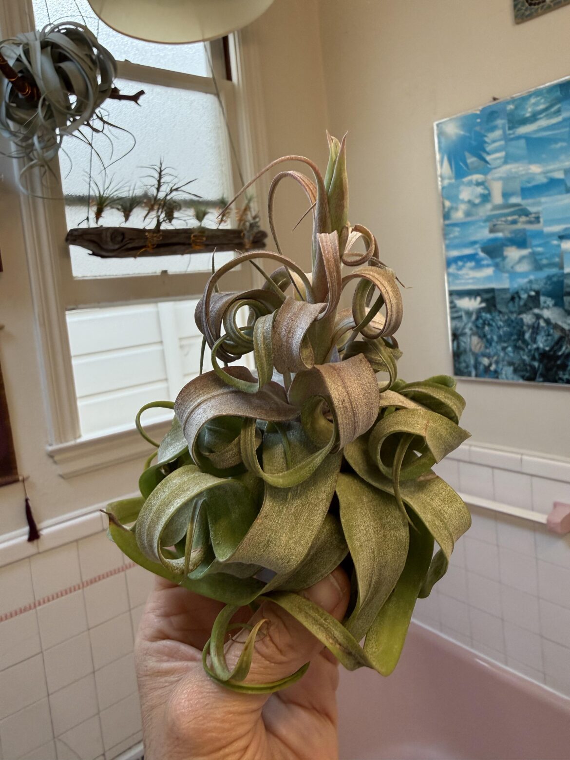 New plant, who dis?