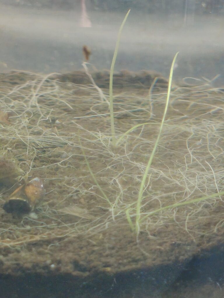 What's that plant????