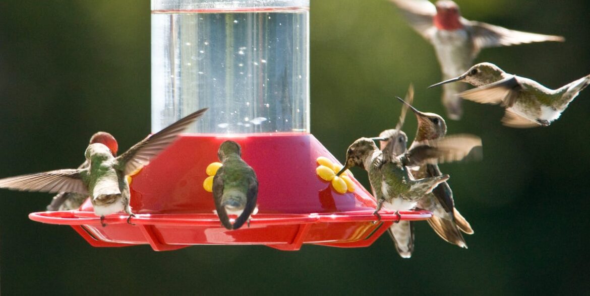 This Expert Map Shows You When Hummingbirds Arrive Near You