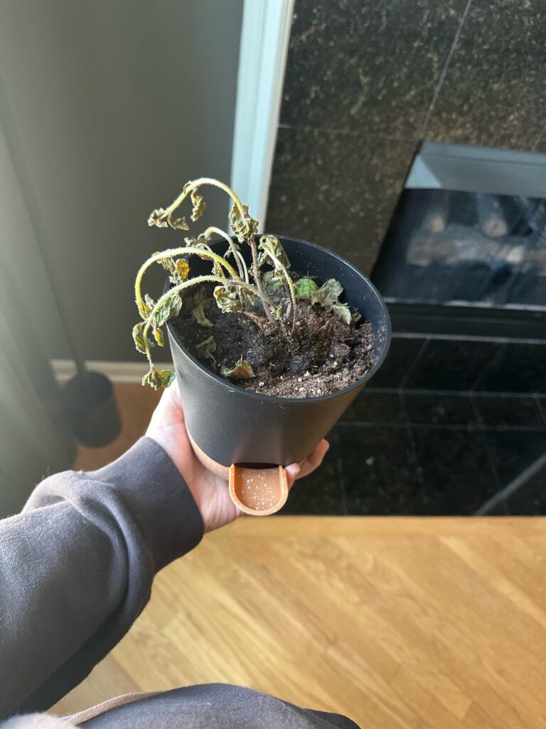 Why did all my herbs die after repotting? Why did all my herbs die after repotting?