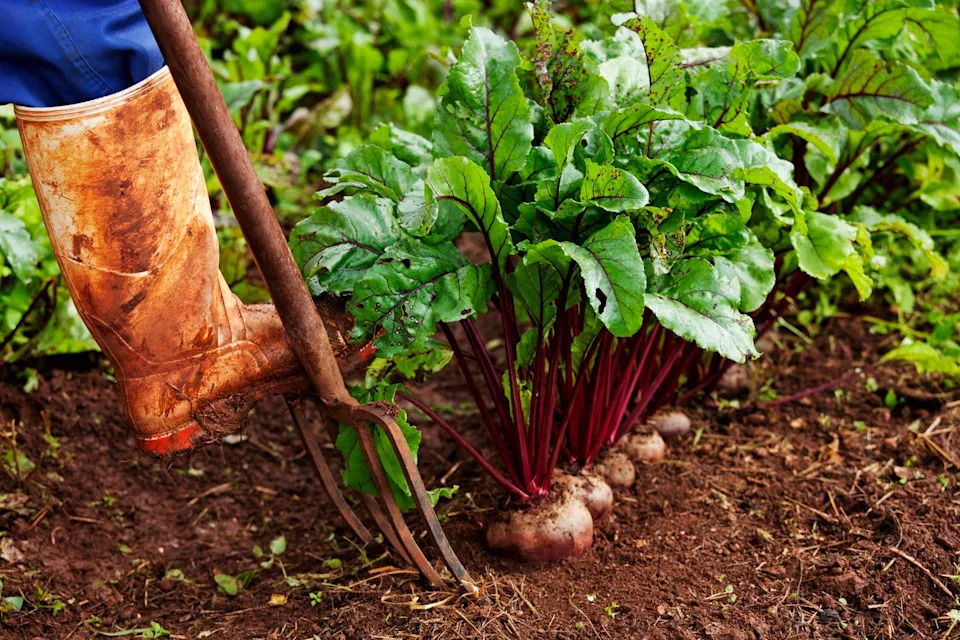 fresh beetroot being farmed