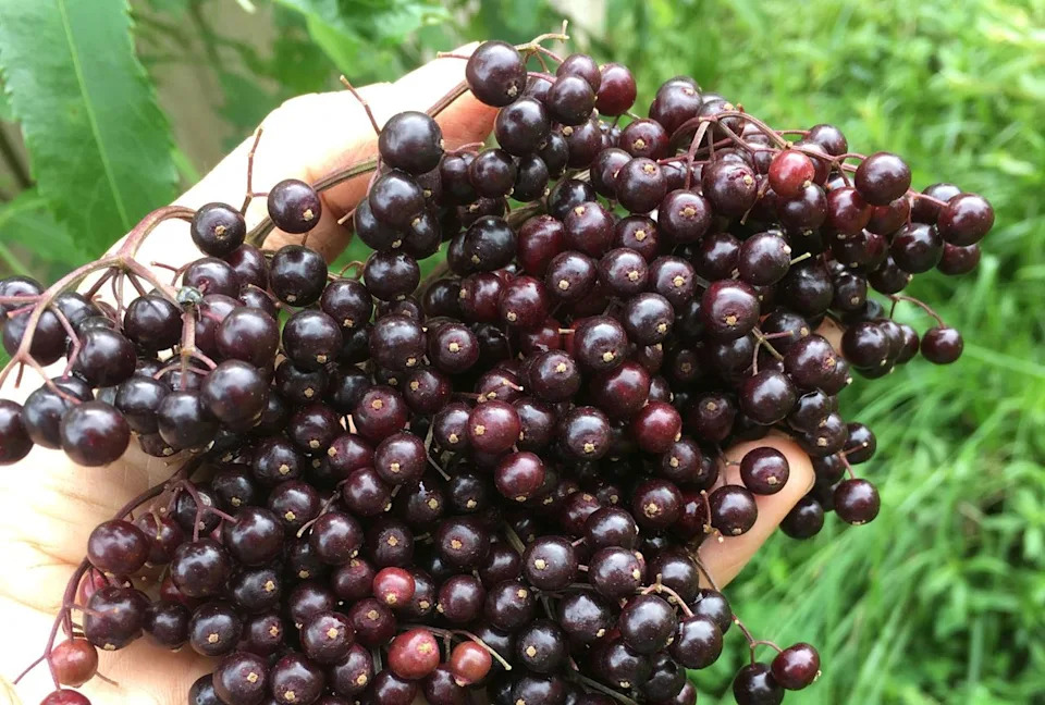 Credit: Peaceful Heritage Nursery
