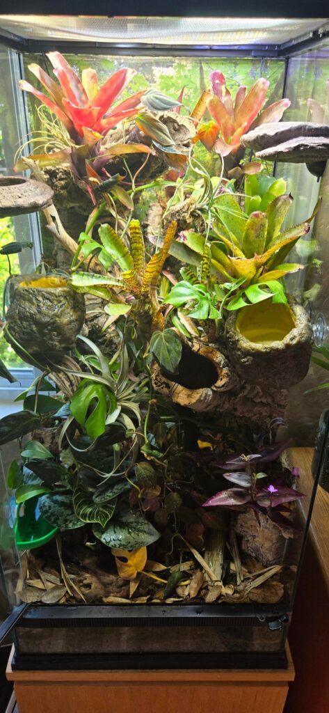Finished viv and Frogs moved in