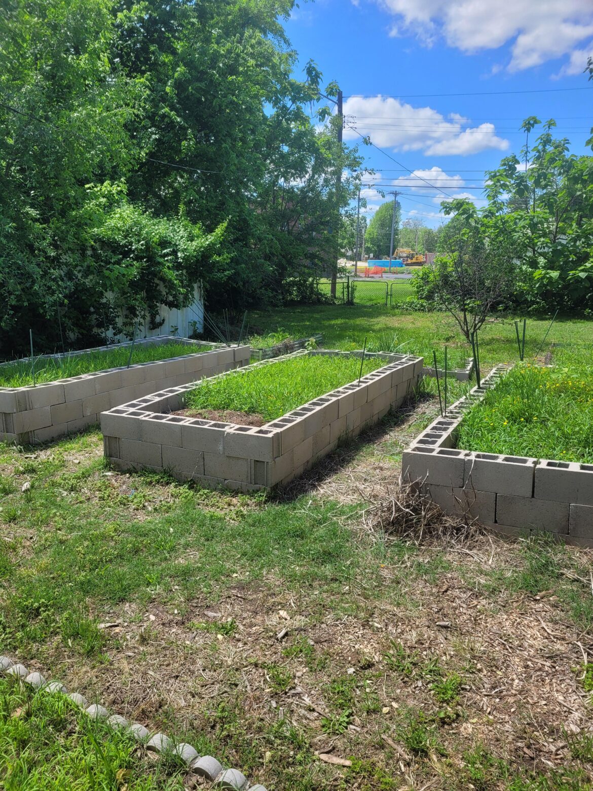 Getting rid of grass in raised beds