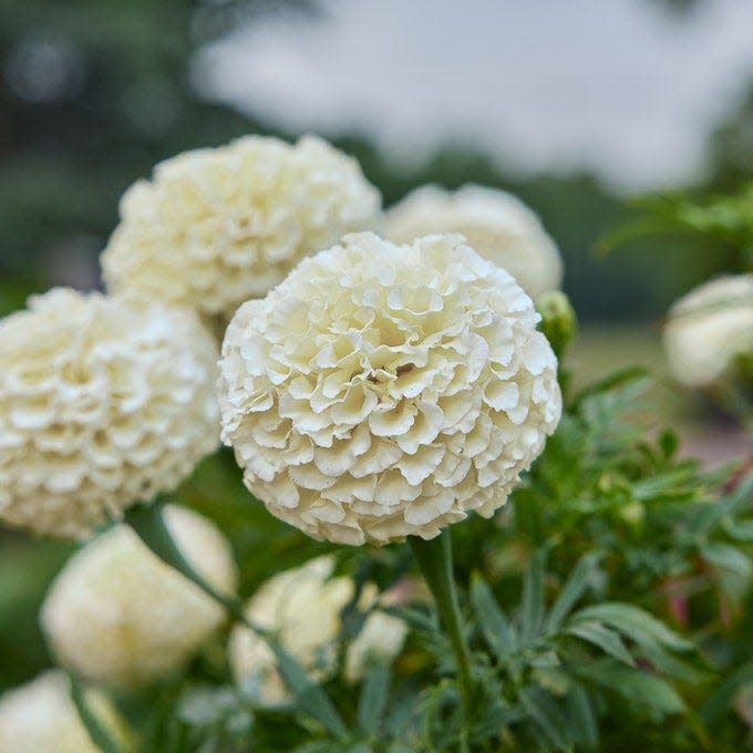 The Only Annual Flower You Need to Plant