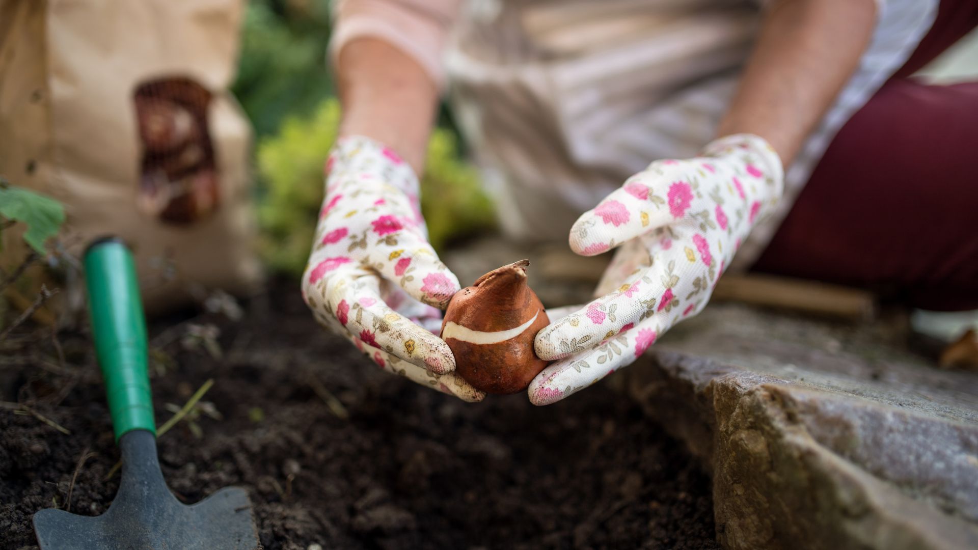 picture of bulb being planted in soil by woman