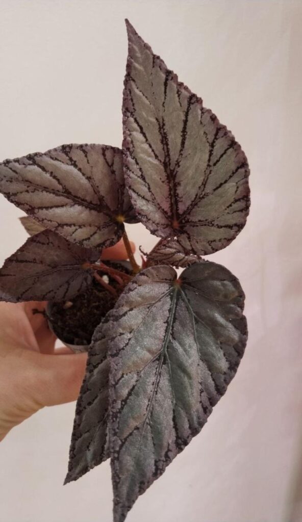 Help determine the type and variety of begonia.