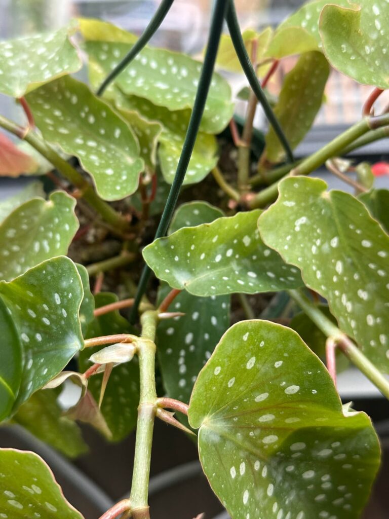 Is this powdery mildew?