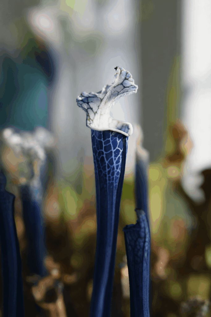My all time favorite: Sarracenia "Royal Blue"