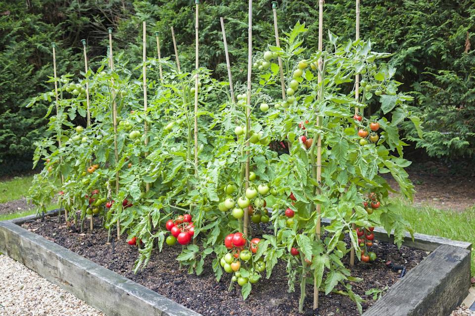 tomato plants with ripe tomatoes growing outdoors in england uk