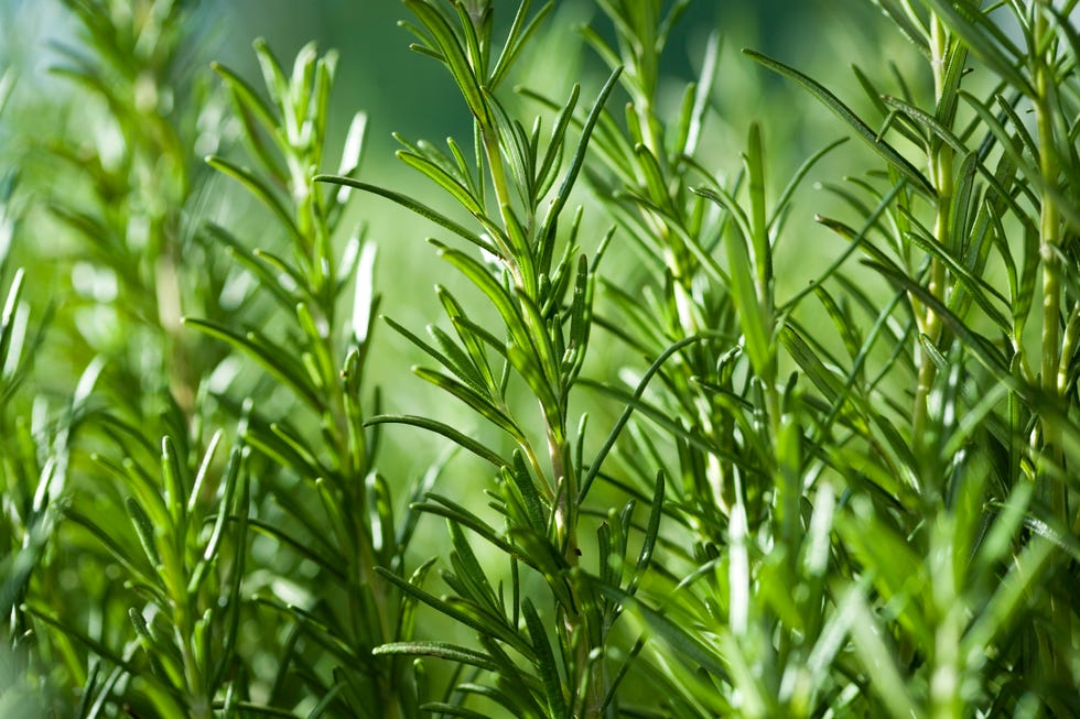 Close up image of rosemary growing in a garden Close up image of rosemary growing in a garden