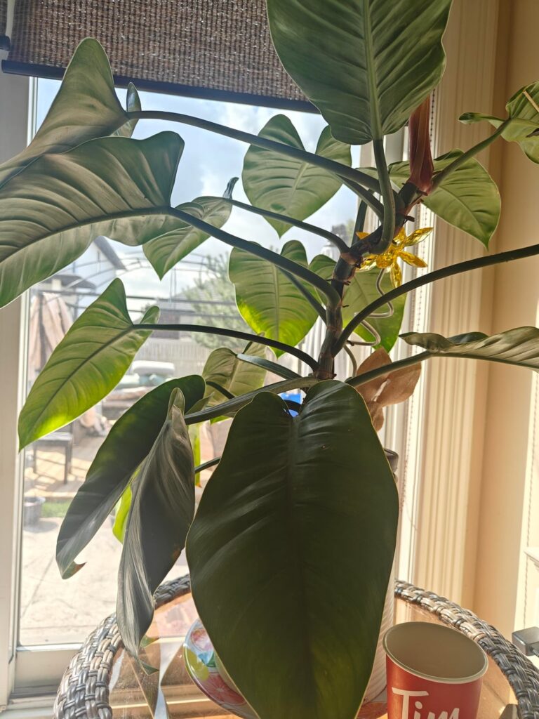 is this etiolation?