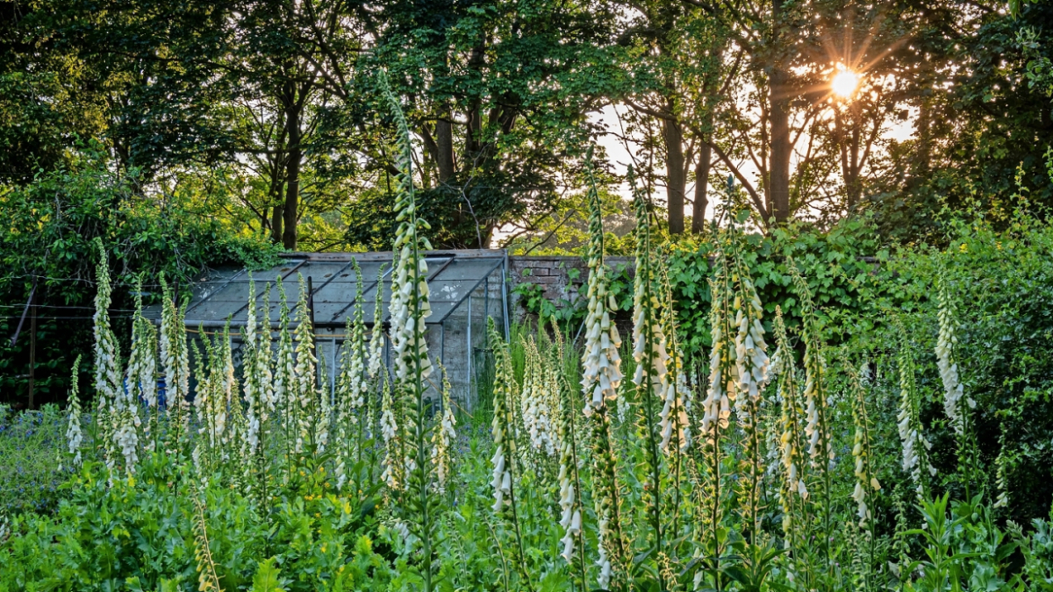 Inside the new Chelsea bat garden — and how to make yours bat-friendly Inside the new Chelsea bat garden — and how to make yours bat-friendly