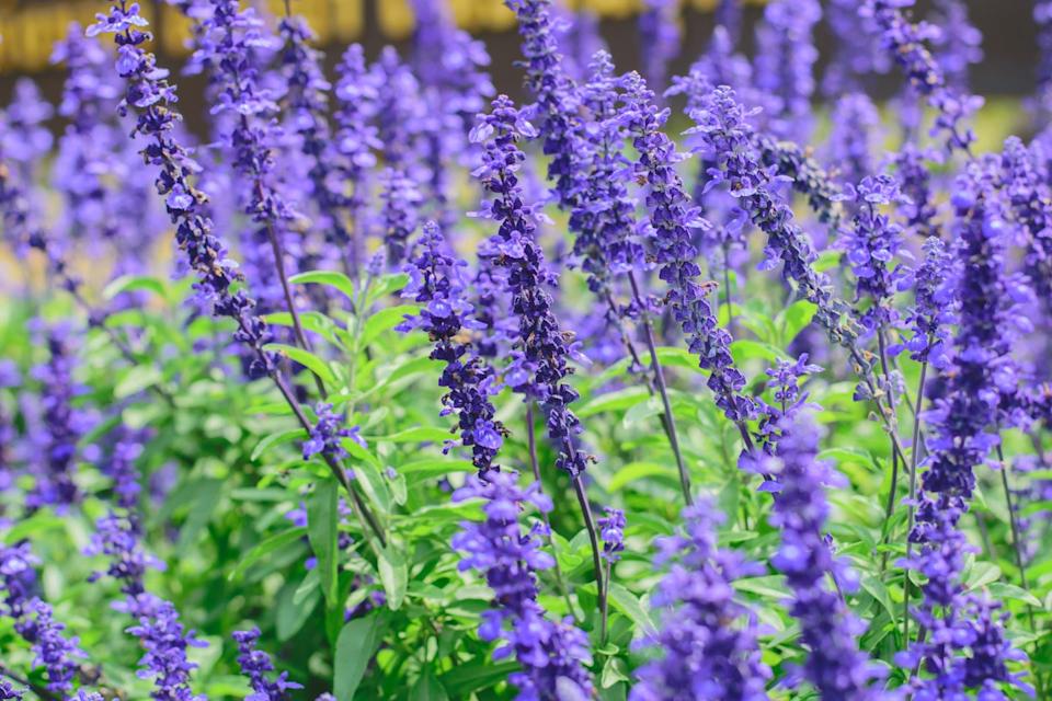blue salvia (salvia farinacea) flowers