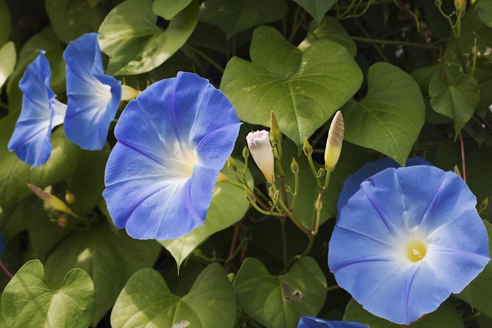 close up of a morning glory garden plant in full summer bloom horizontal format