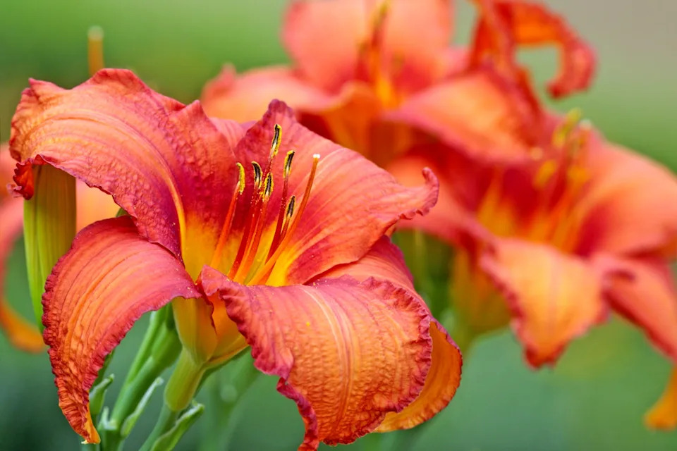 summer flowers , close up of daylilies