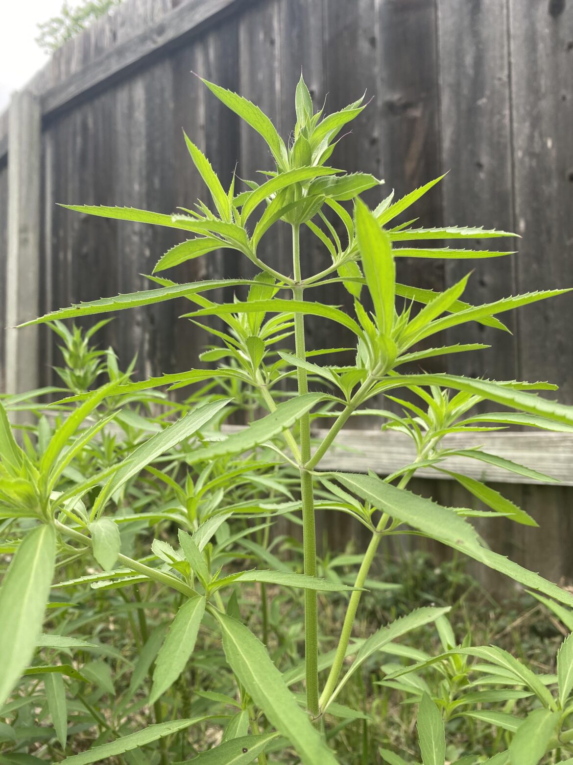 Flower or weed? Flower or weed?