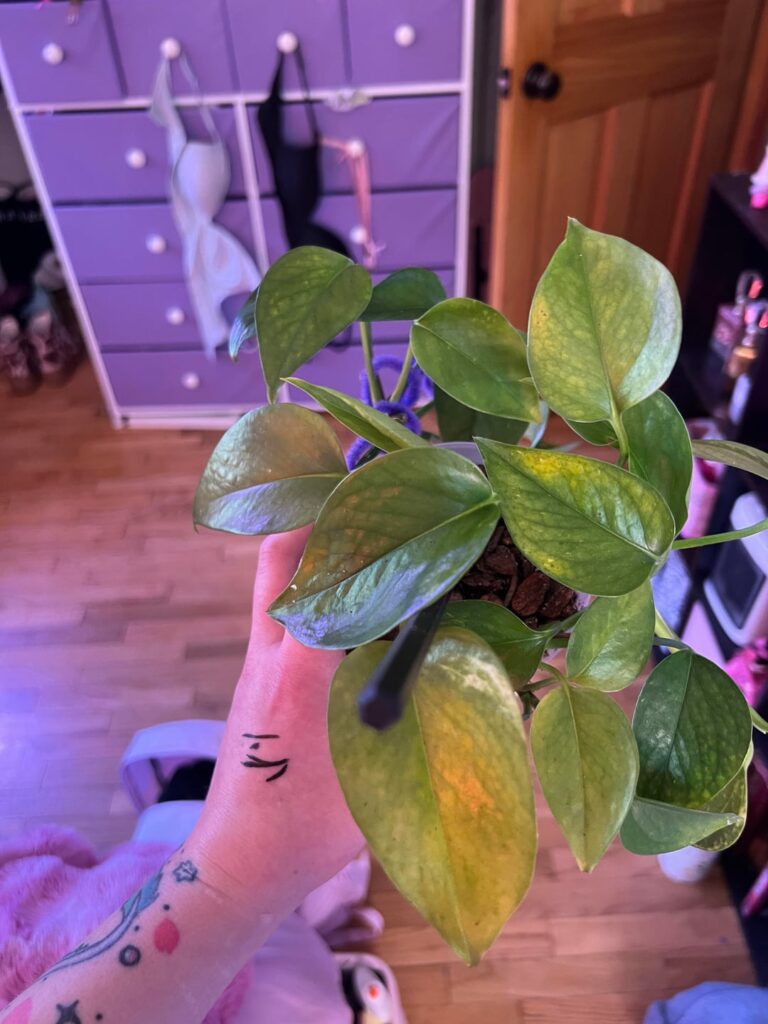 Some slight yellowing/leave loss! :( Some slight yellowing/leave loss! :(