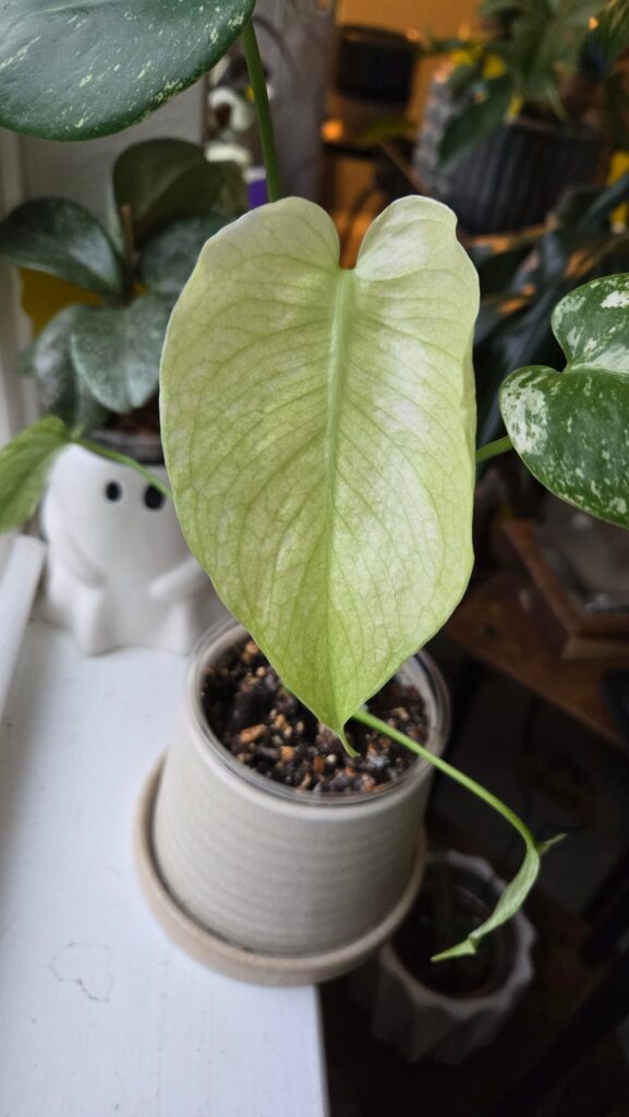 New leaves 🍃