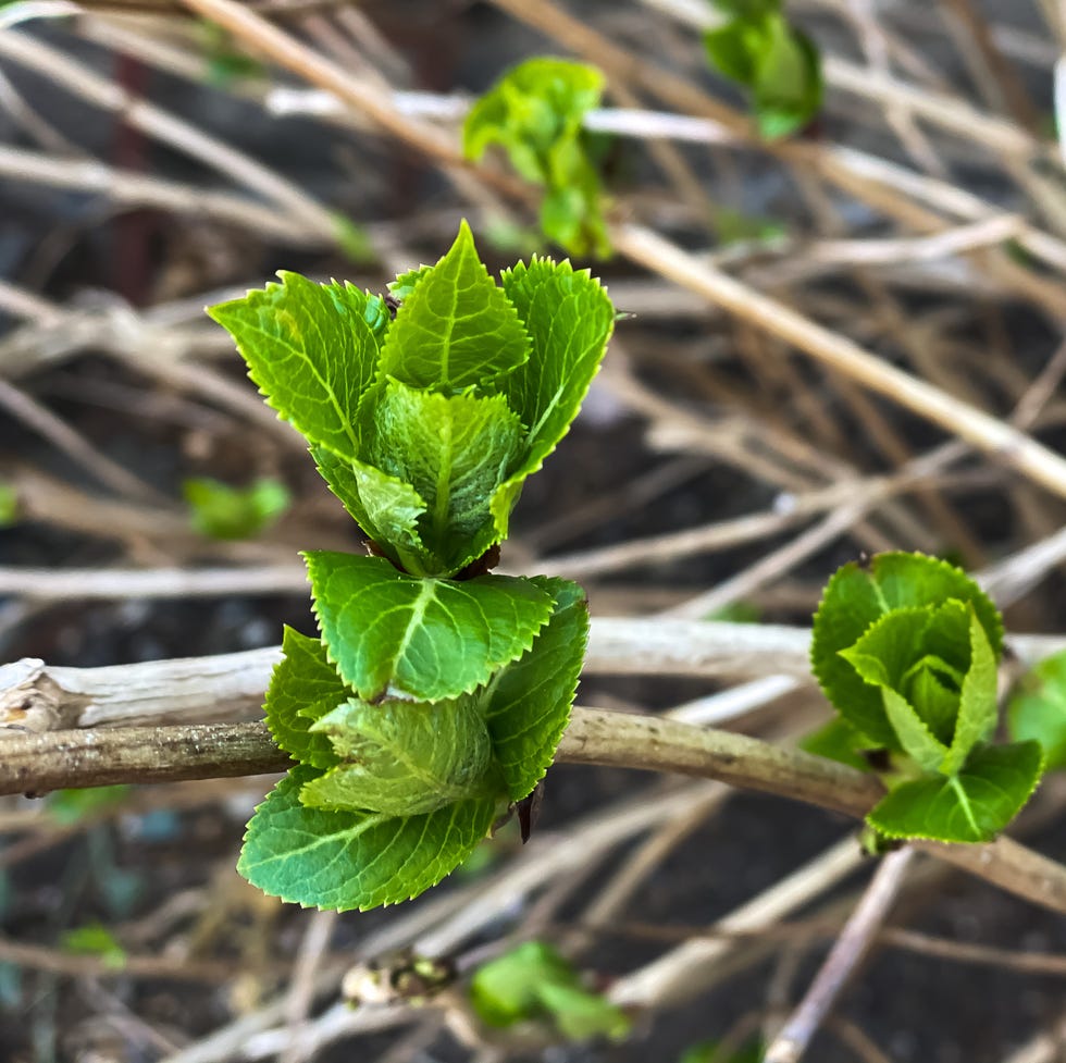 fresh growth on established hydrangea bush