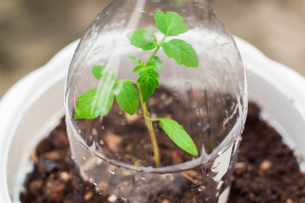 Recycled single-use soda plastic greenhouse are you planting tomatoes too early
