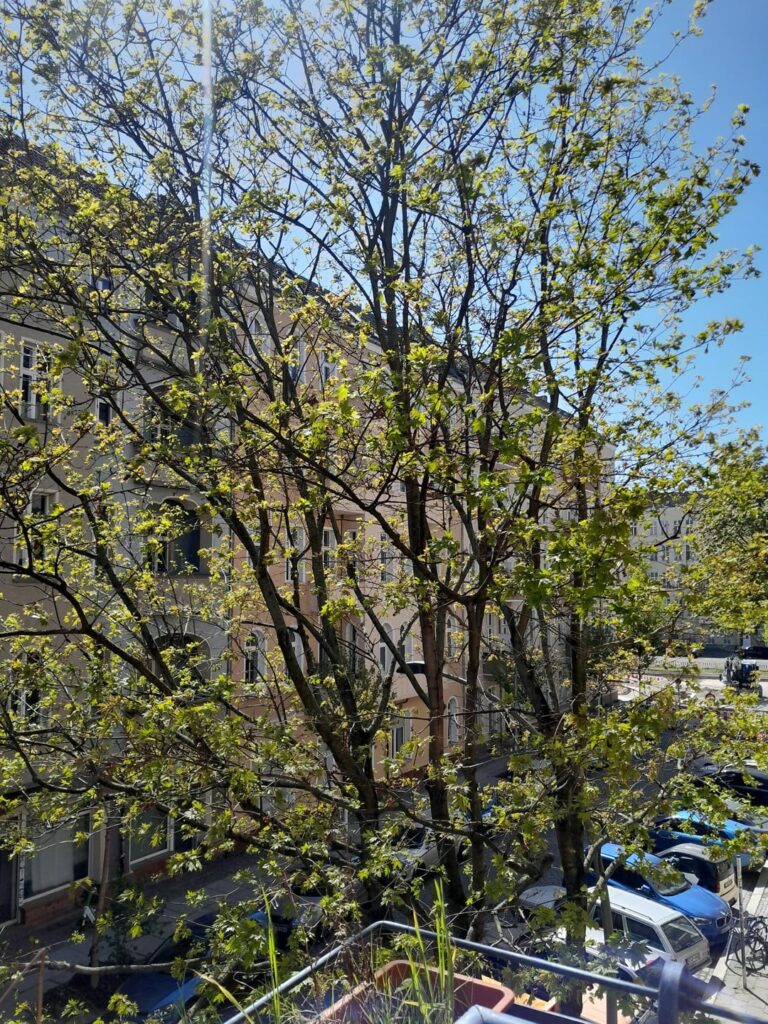 Is this (norway) maple tree sick?
