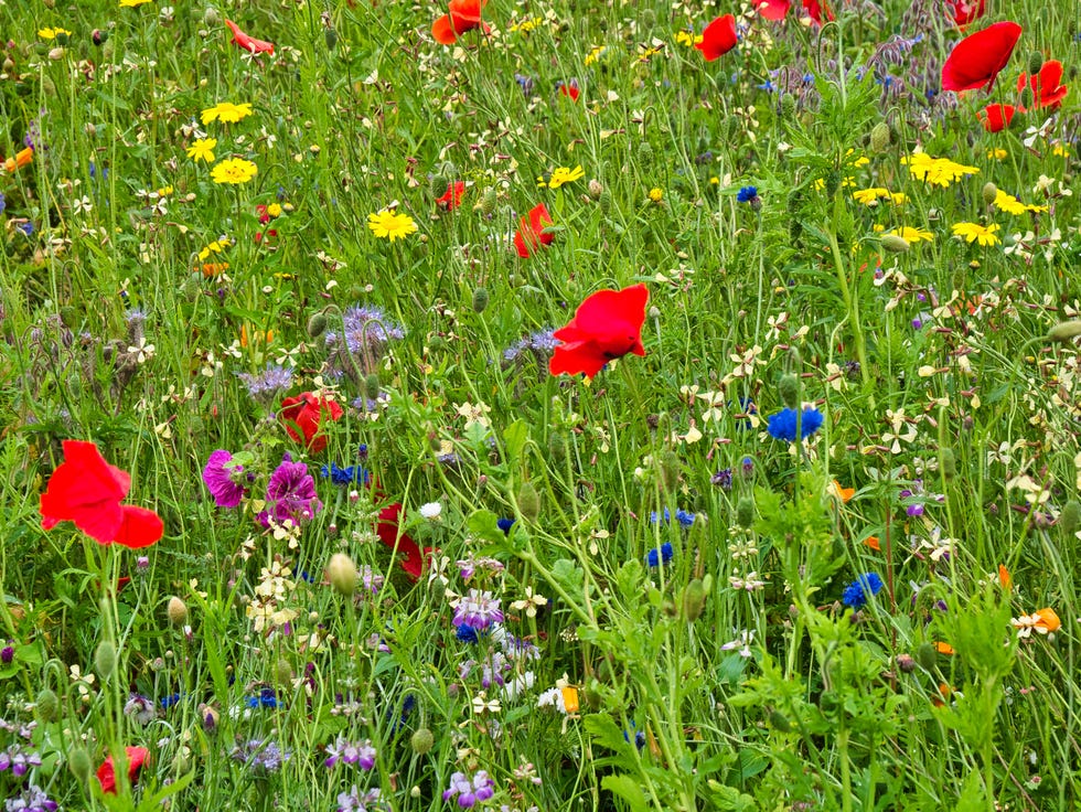 a colourful collection of wild flowers