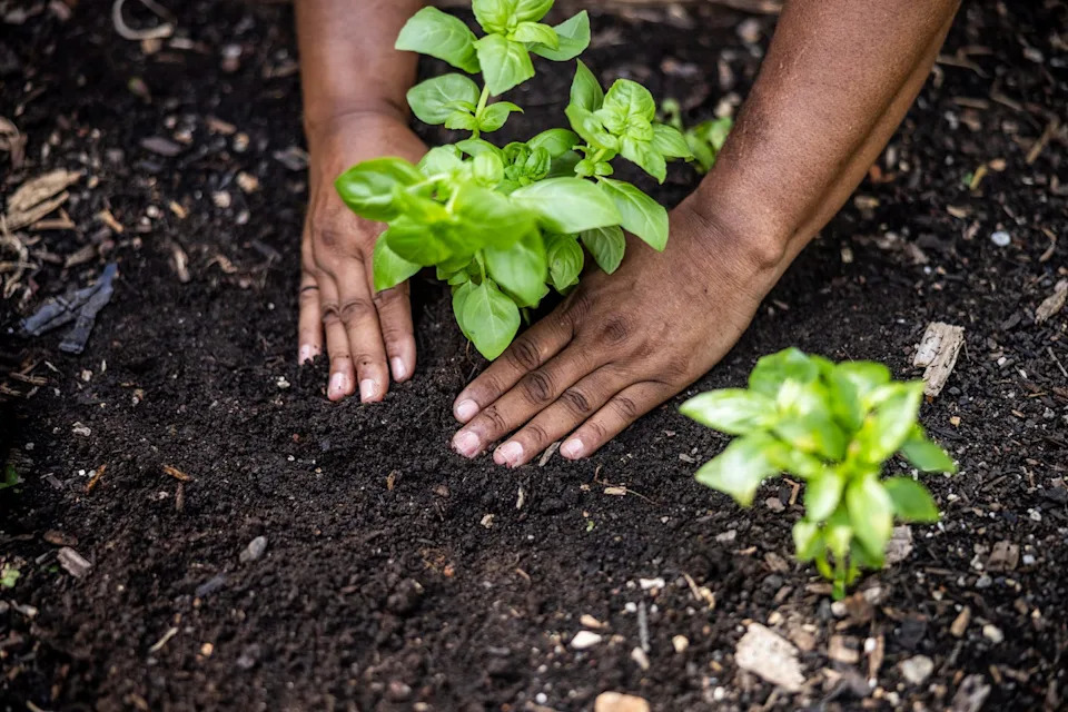 closeup of hands planting vegetables in community garden