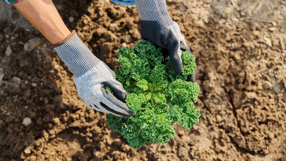 Top view of kale, hands of gardener showing plant growing in ground.