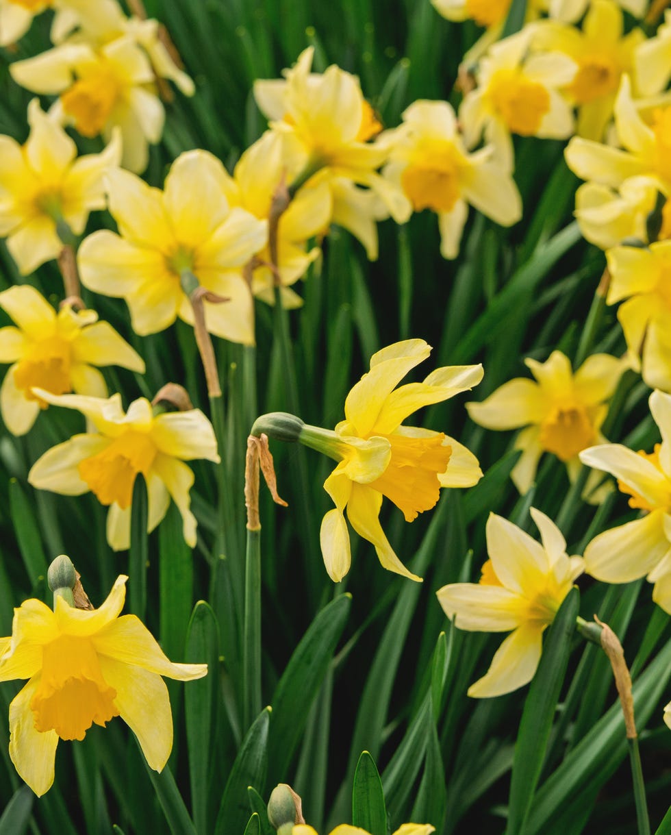 Alan Titchmarsh new garden daffodils several yellow daffodil flowers close up, with green leaves and stems
