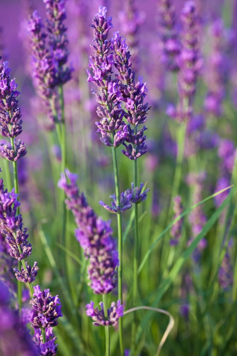 summer flowers, lavender outdoors