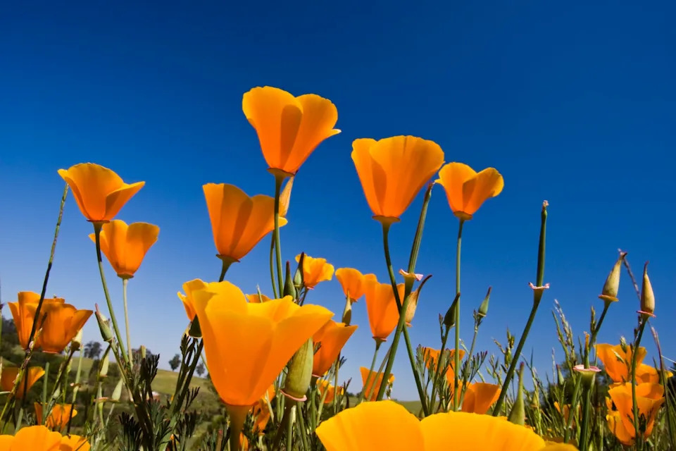 summer flowers yellow california poppies growing outdoors with the blue sky